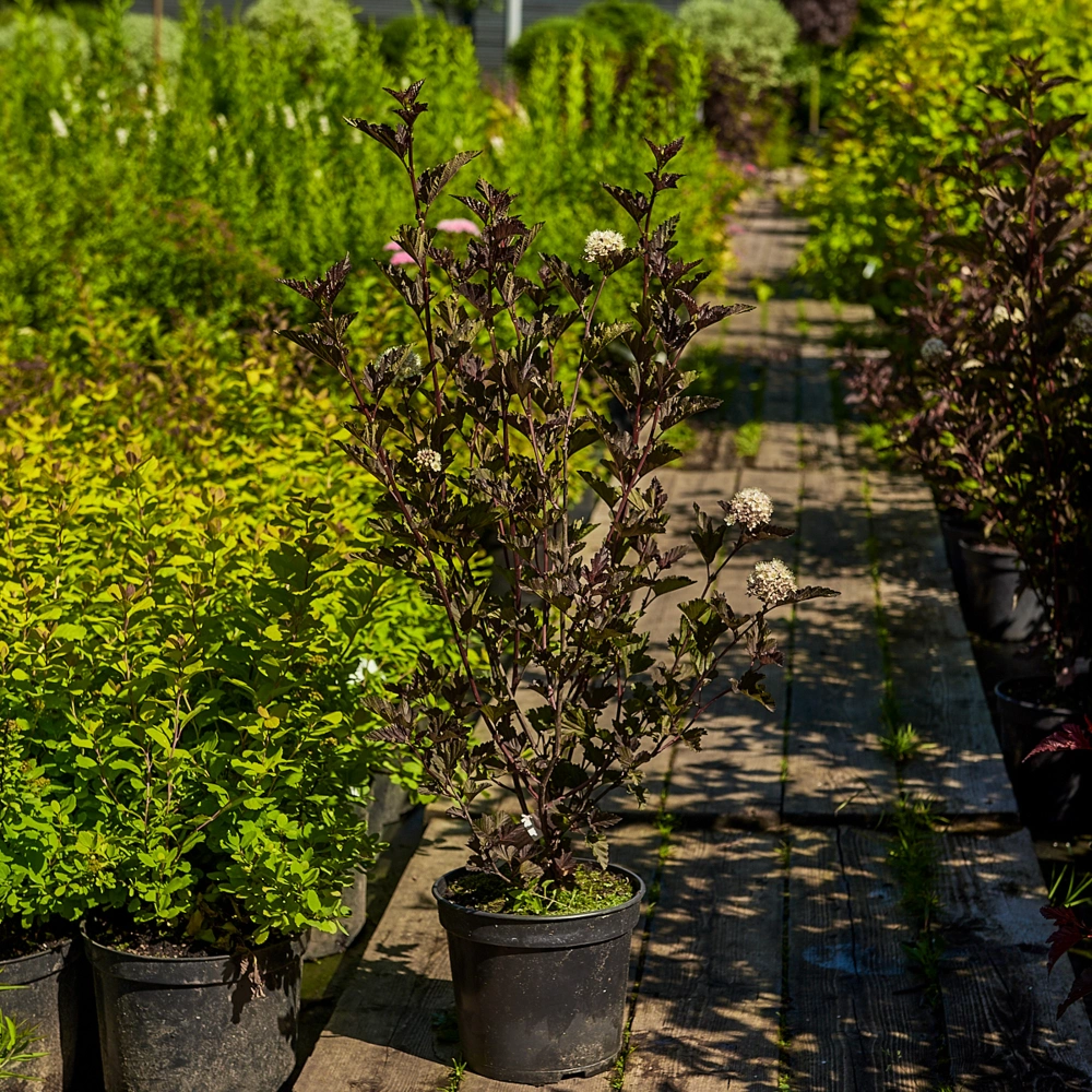 Пузыреплодник калинолистный 'Red Baron', H40-60