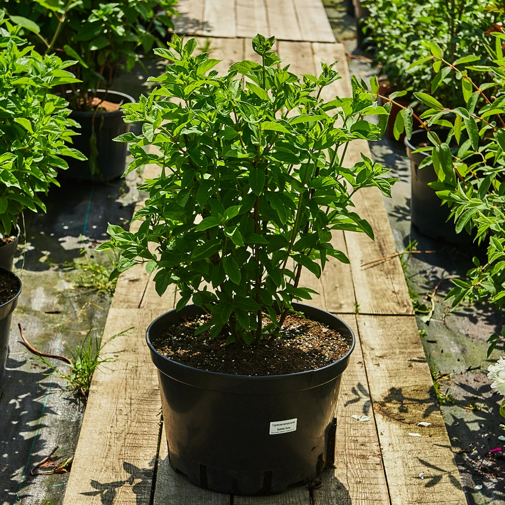 Гортензия метельчатая 'Summer Snow', H20-40