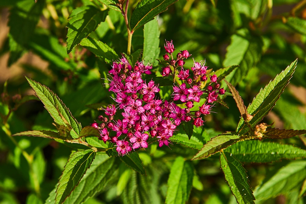 Спирея японская 'Anthony Waterer', H20-40