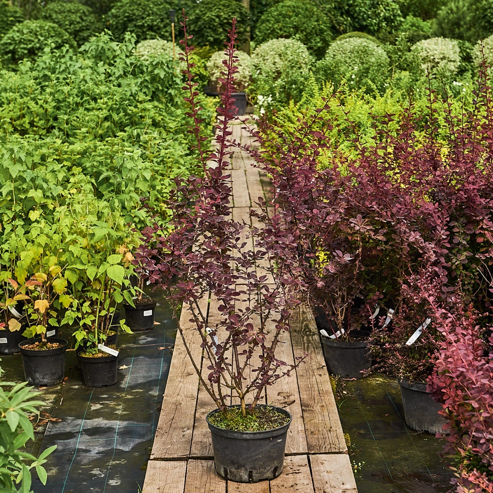 Барбарис оттавский 'Superba', H80-100