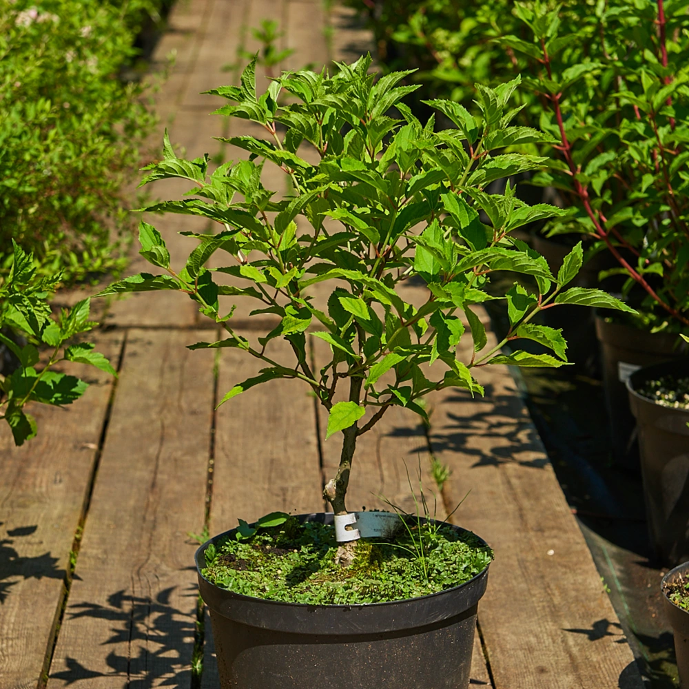 Гортензия метельчатая 'Dolly', H20-40