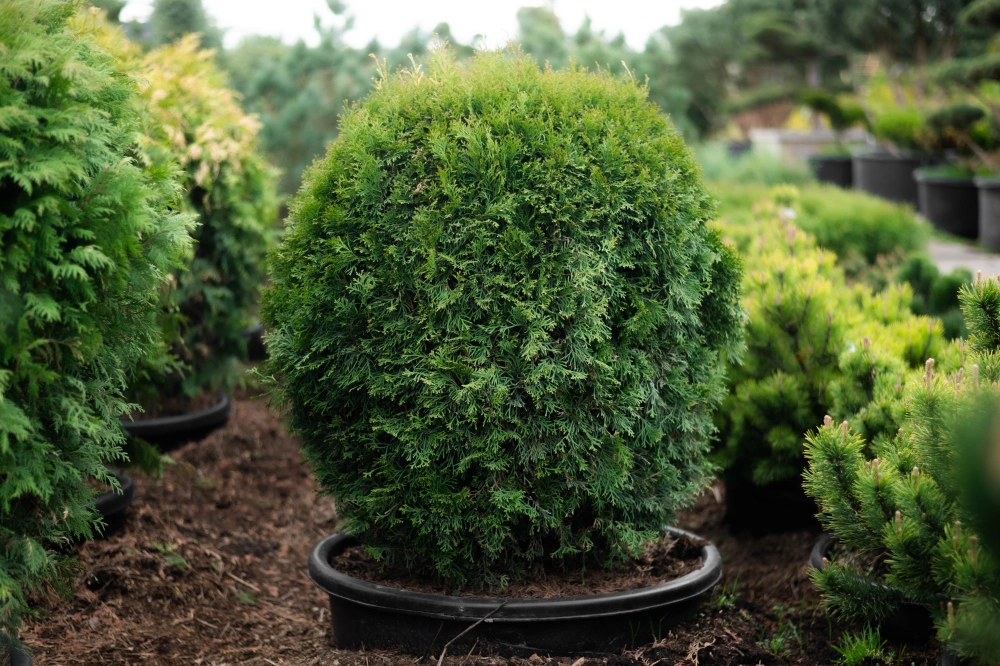 Туя западная 'Smaragd' (форма шар), Н80-100