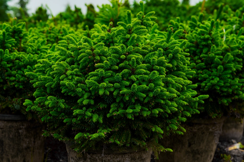 Ель сербская 'Nana', H20-40