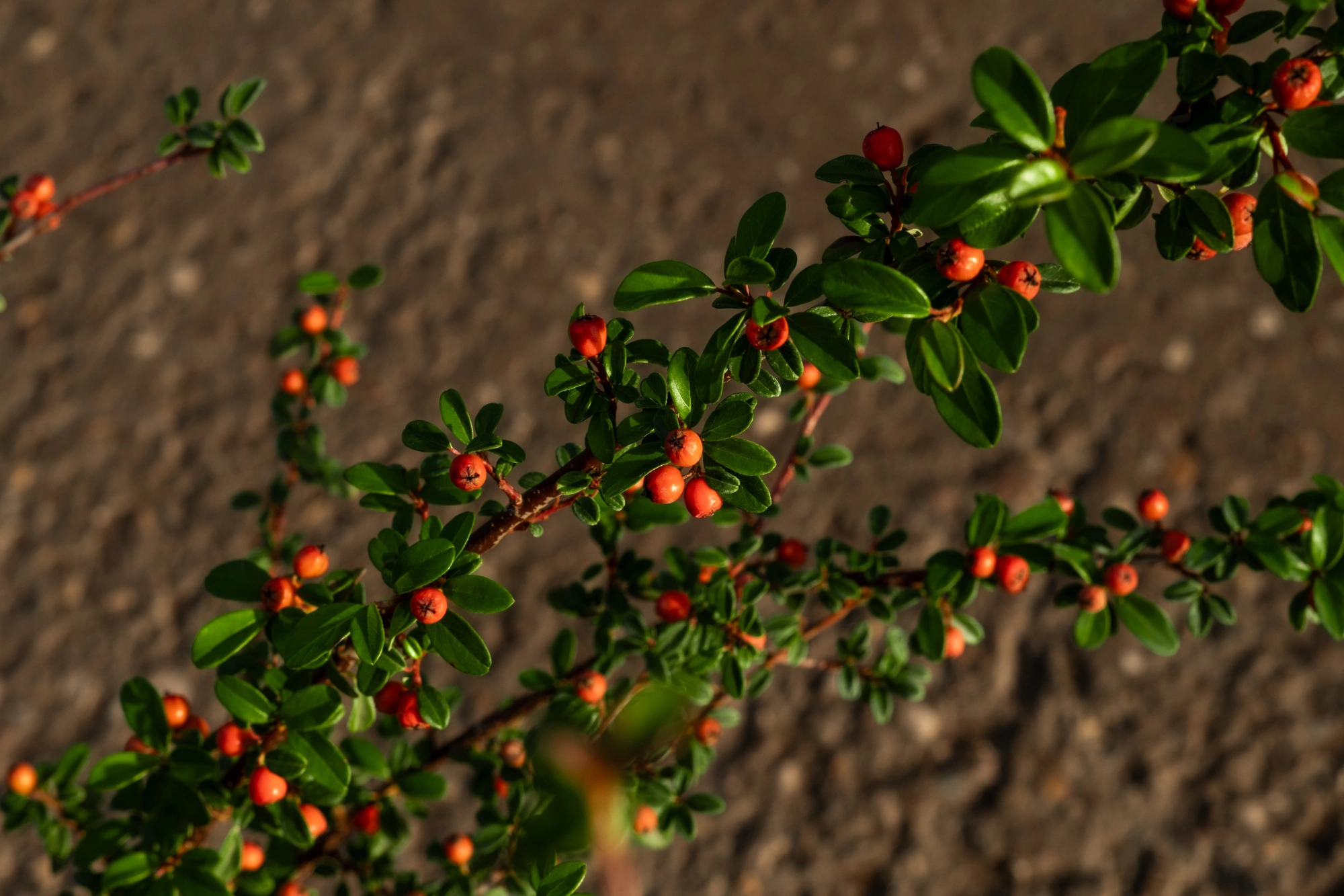 Кизильник гибридный 'Coral Beauty', H40-60