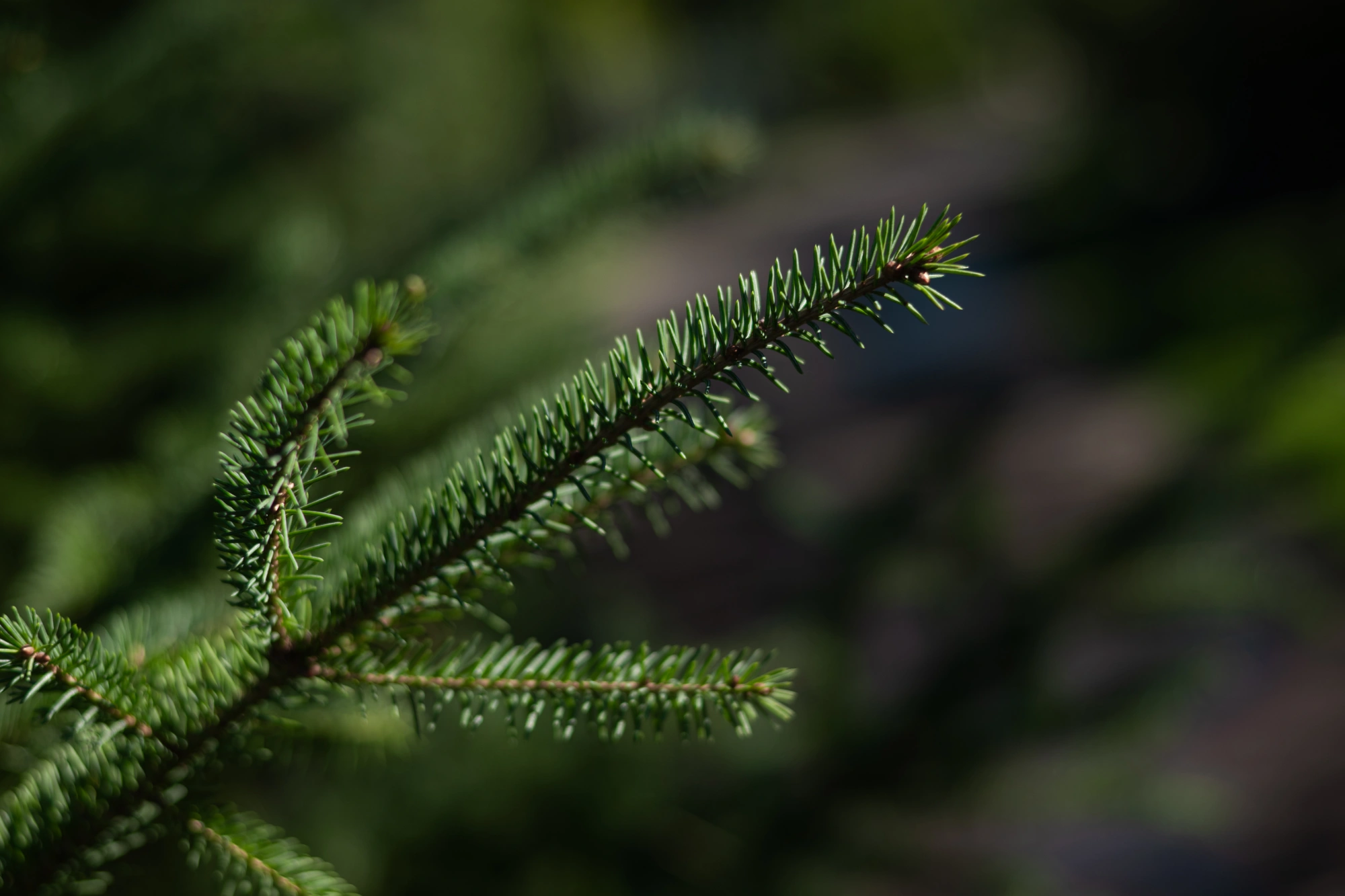 Ель сизая, H275-300