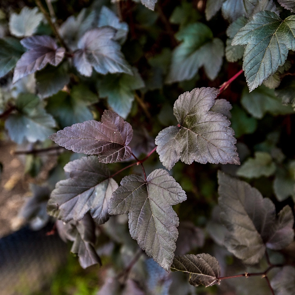 Пузыреплодник калинолистный 'Diabolo' (форма шар), H150-175