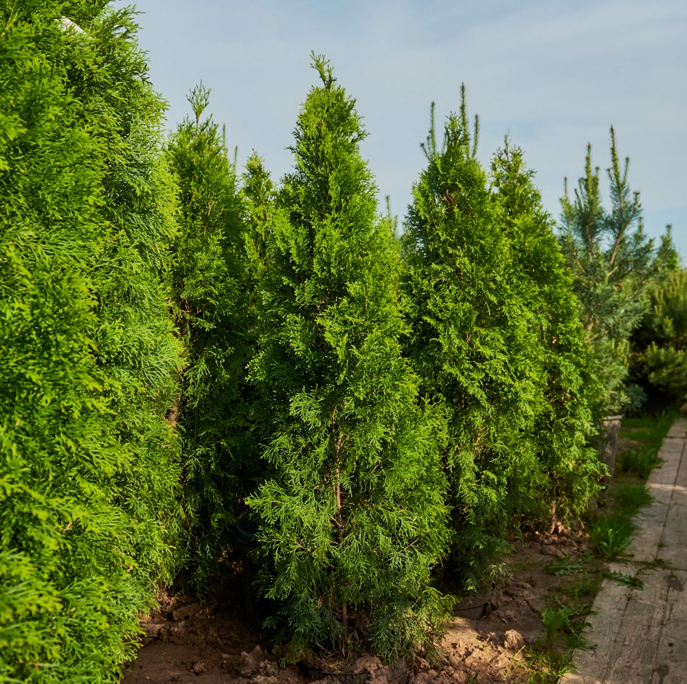 Туя западная 'Smaragd', H125-150
