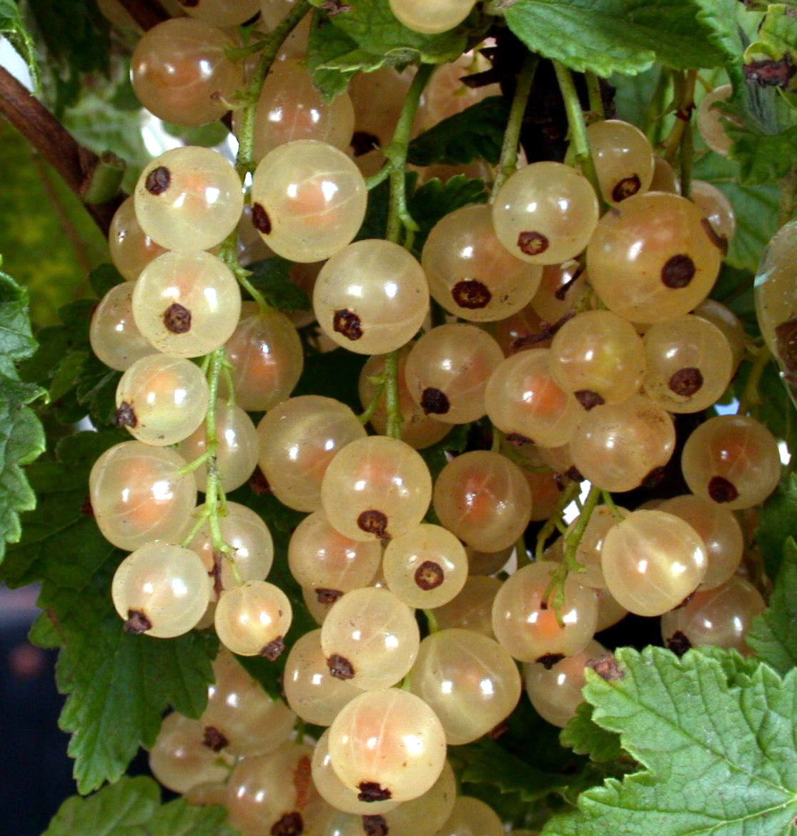 Смородина белая 'Смольянинова' (среднеранний средние), H60-80