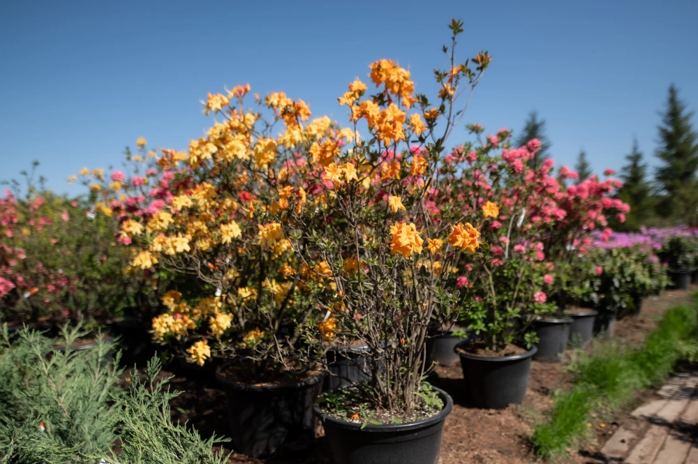 Азалия гибридная 'Golden Eagle' (оранж-св-красн), H100-125