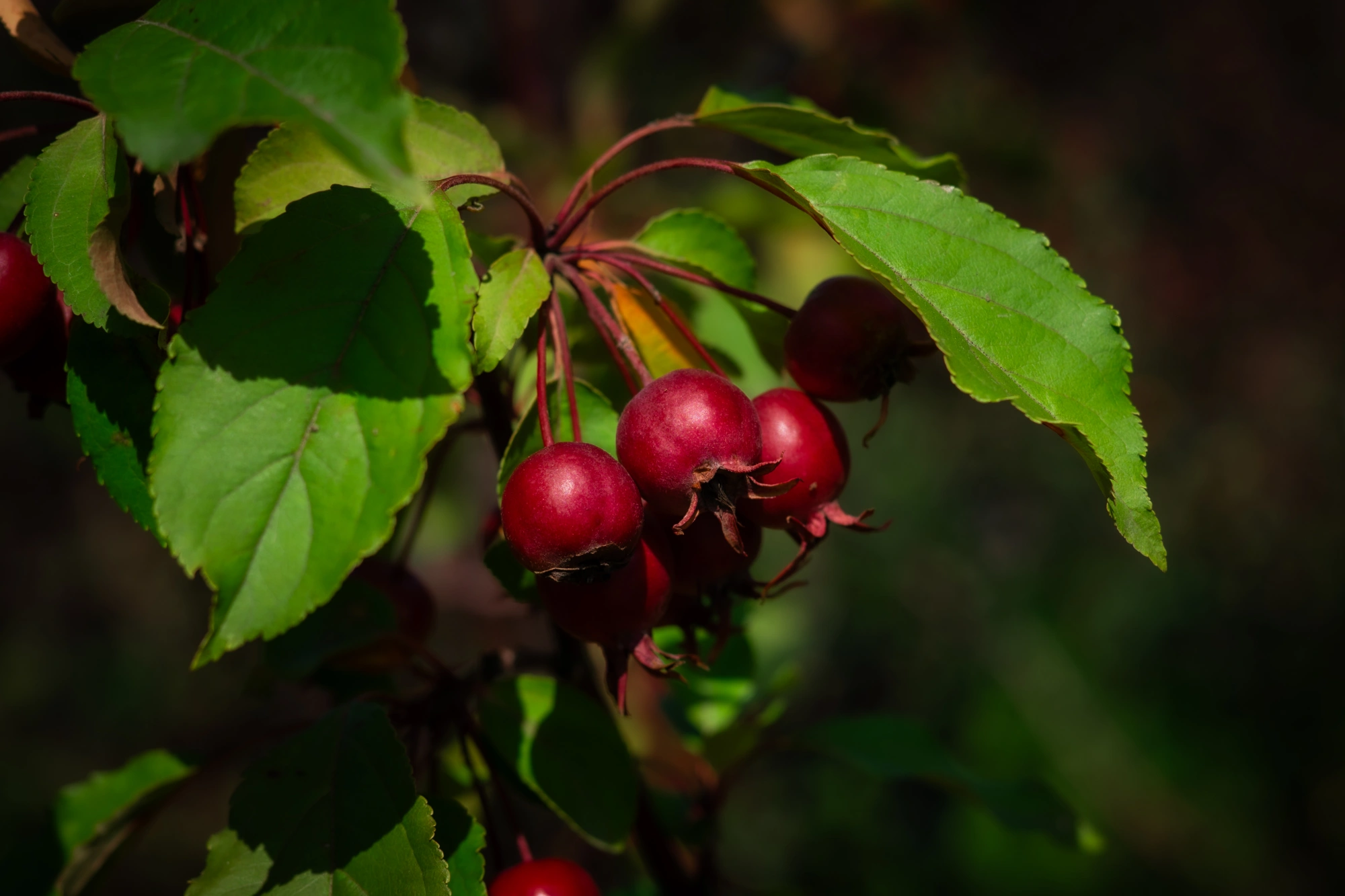 Яблоня гибридная 'Red Obelisk', mst H200-250