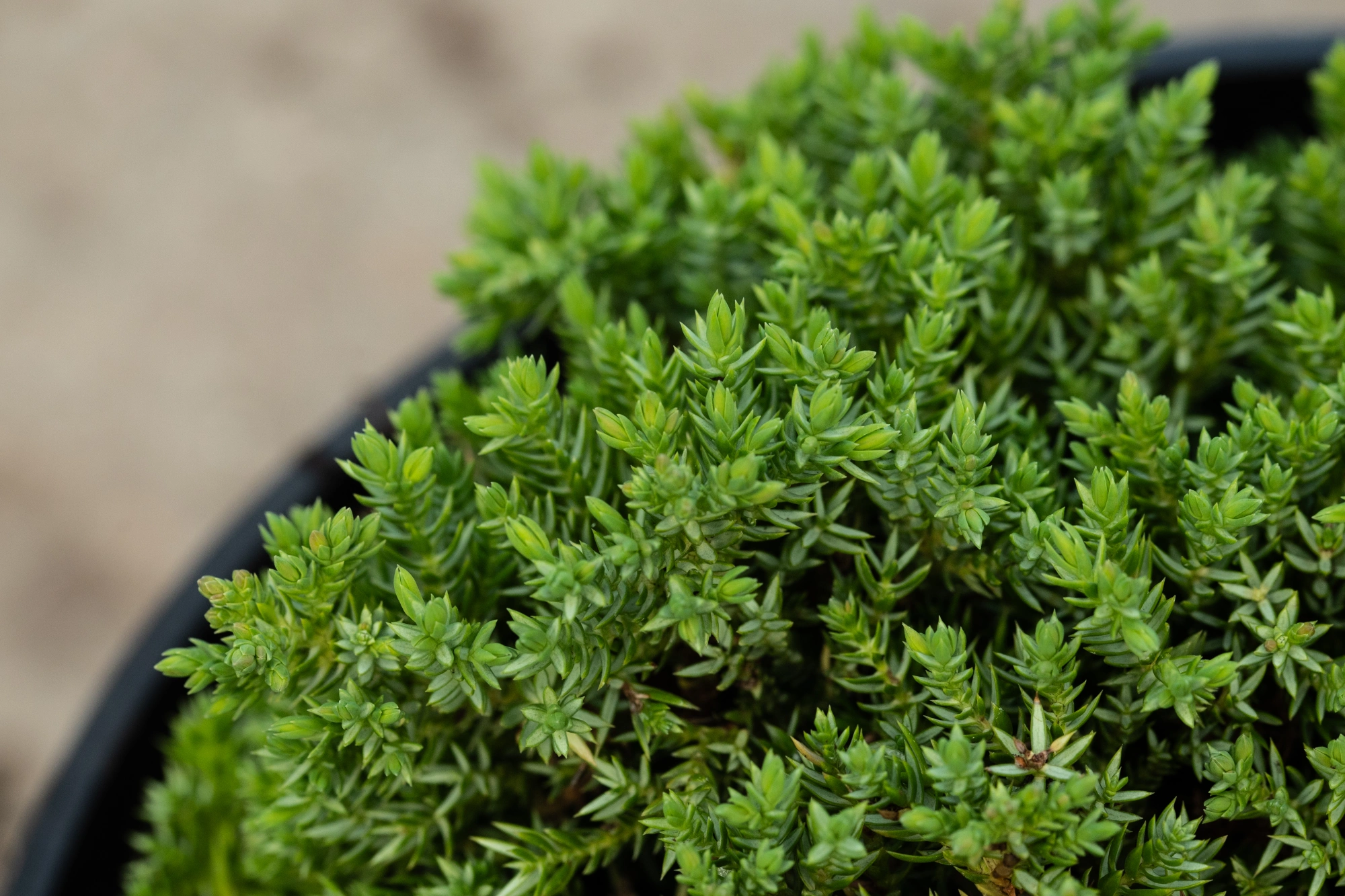 Можжевельник лежачий 'Nana', H40-60