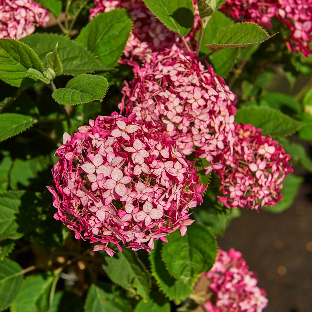 Гортензия древовидная 'Ruby Annabelle', H20-40