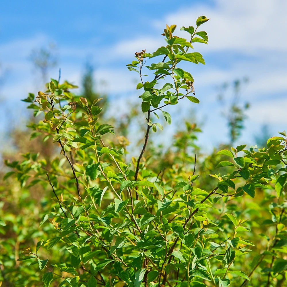 Спирея Ван-Гутта, H100-125
