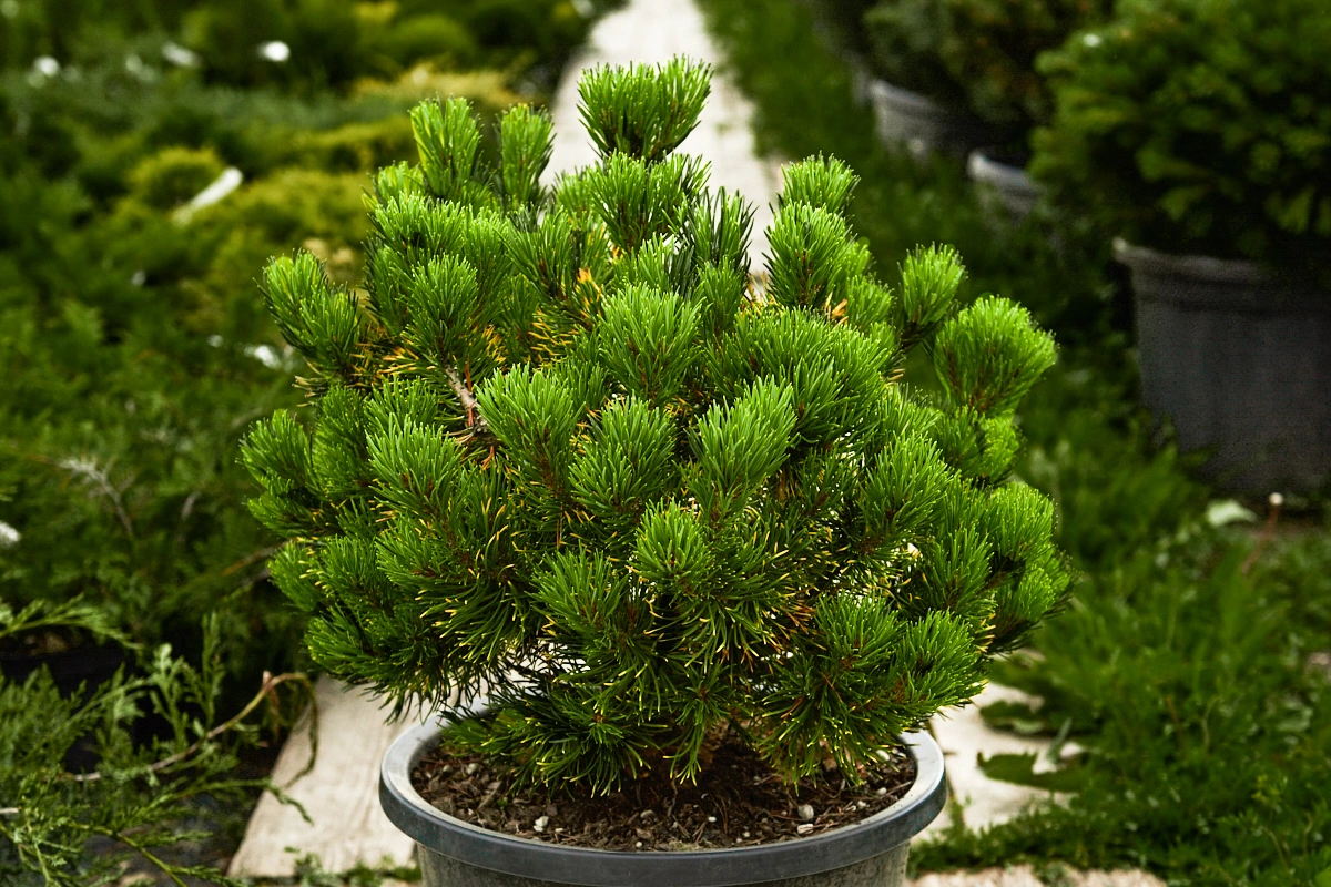 Сосна горная 'Carsten`s Wintergold', H40-60