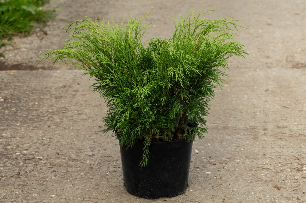 Можжевельник горизонтальный 'Agnieszka', H20-40