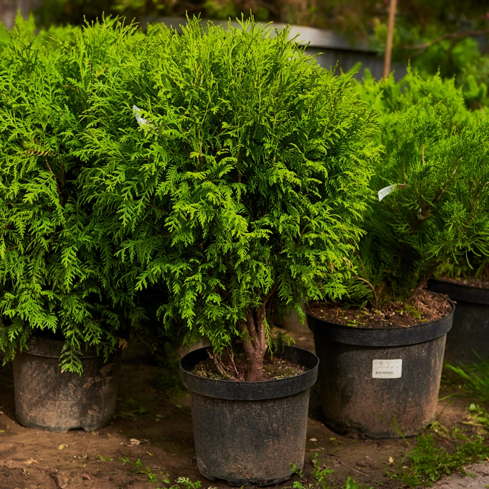 Туя западная 'Woodwardii', H20-40