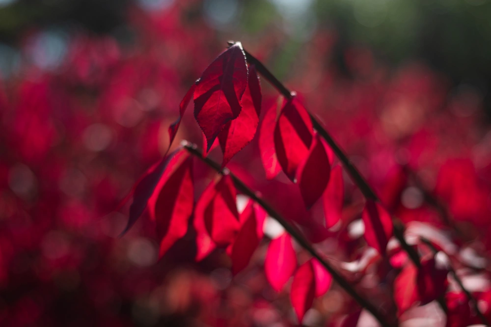 Бересклет европейский, H125-150