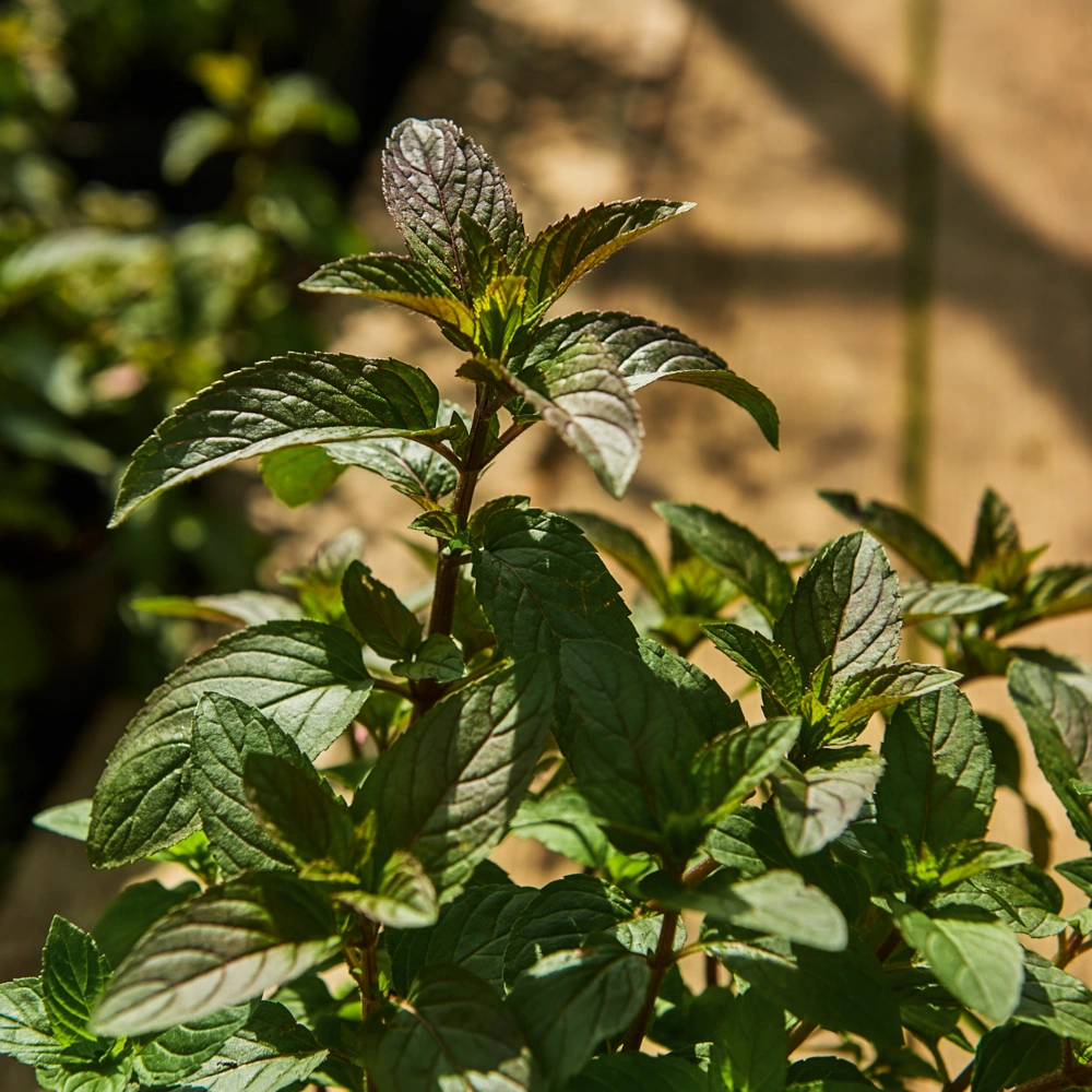 Мята перечная 'Citaro',