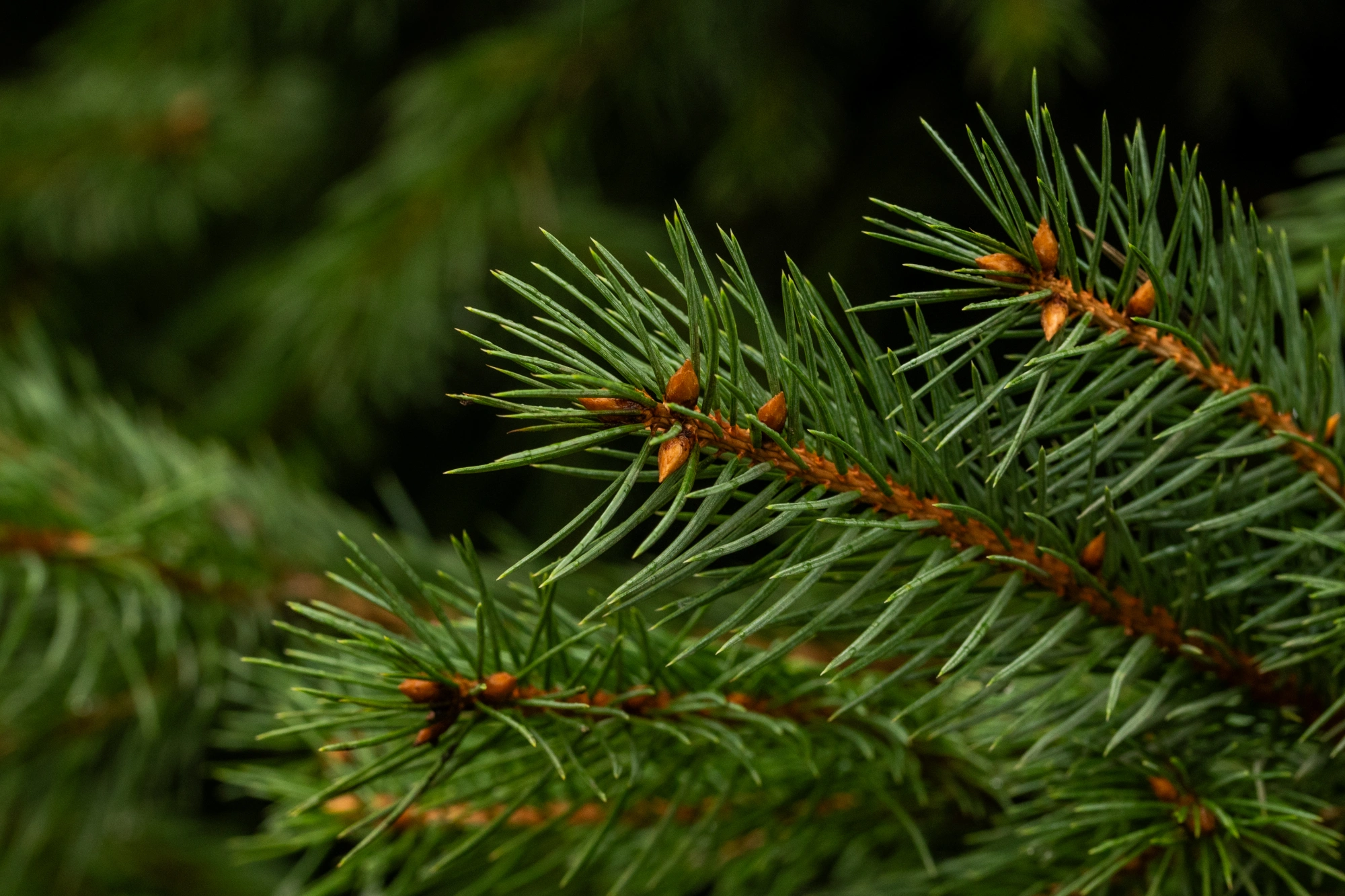 Ель колючая 'Glauca', H250-275