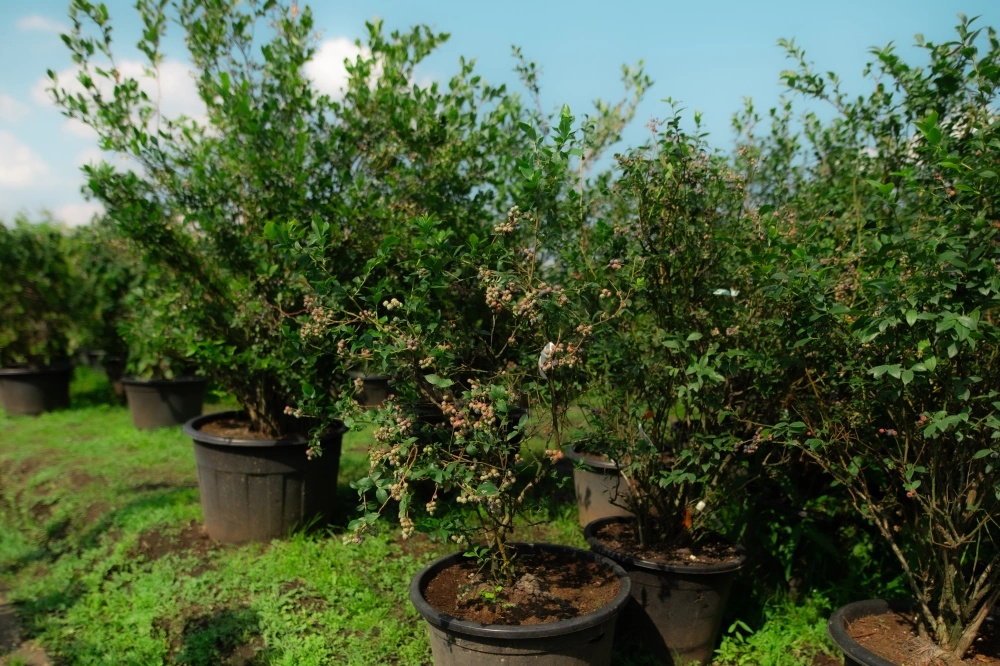 Голубика высокая 'Bluecrop' (конец июля), H100-125