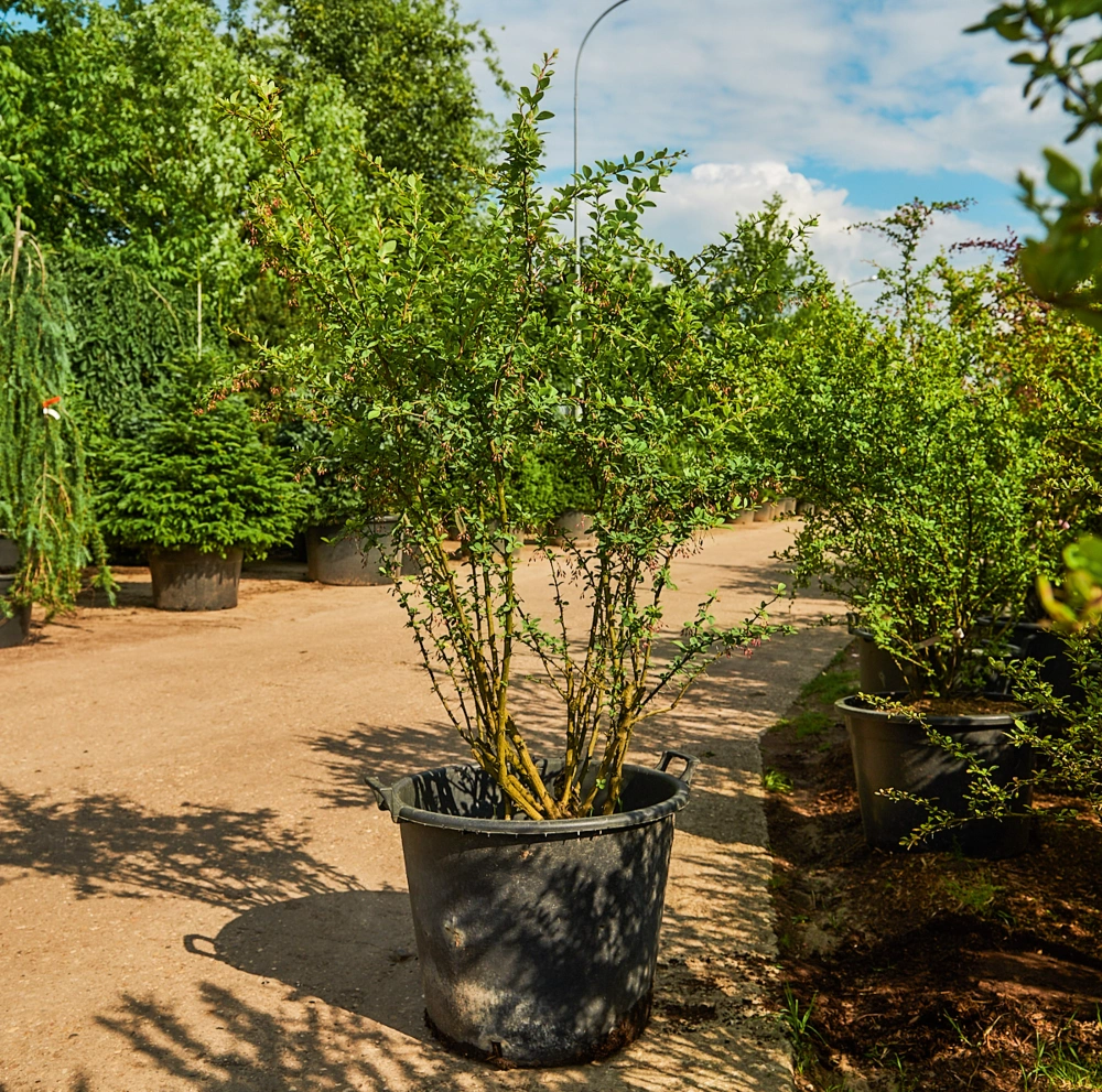 Барбарис тунберга 'Indian Summer', H125-150