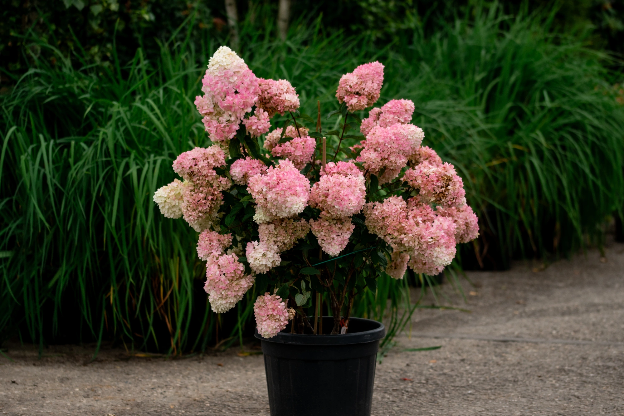 Гортензия метельчатая 'Magical Andes', H60-80