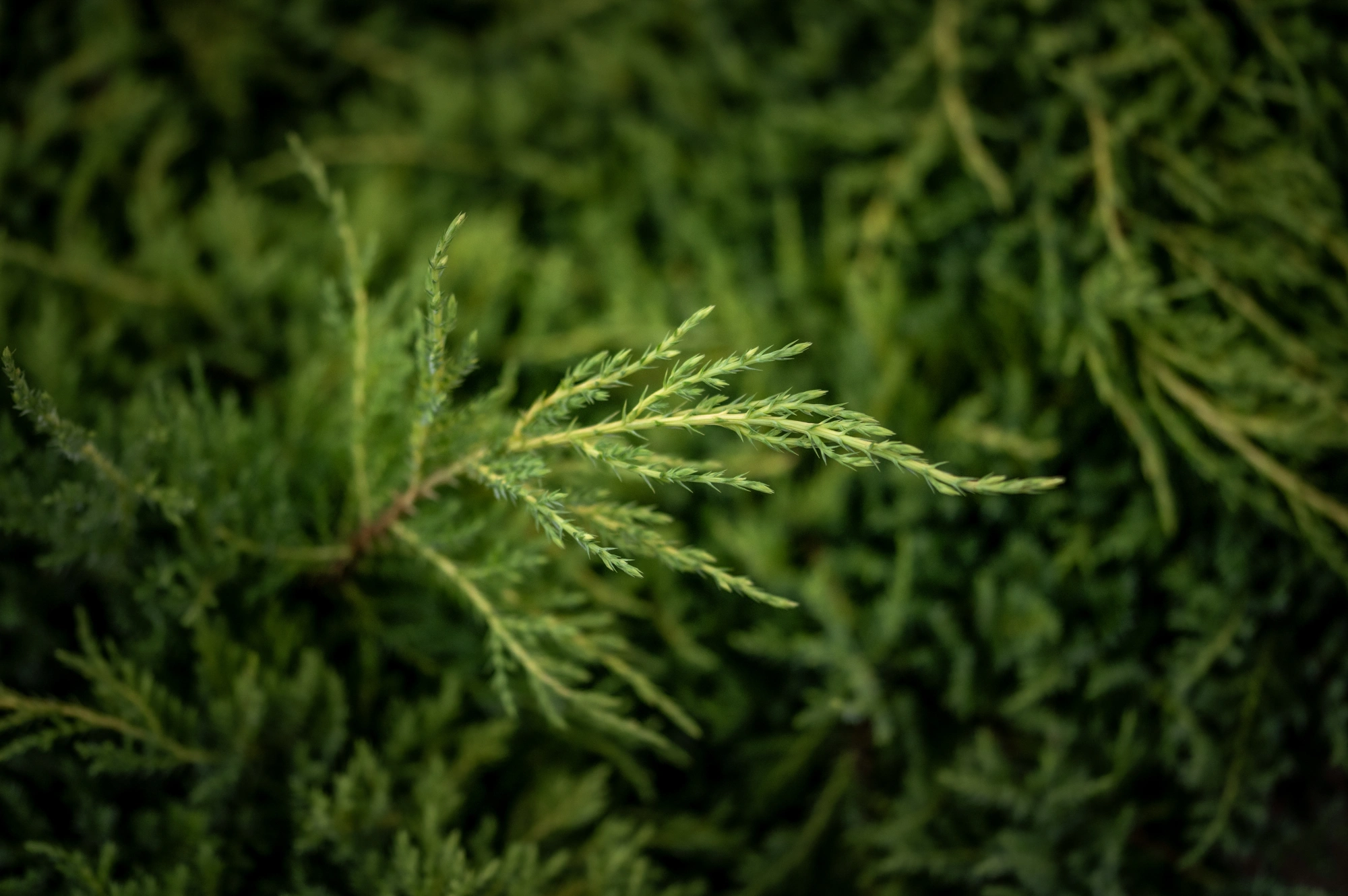 Можжевельник средний 'Gold Star', H60-80