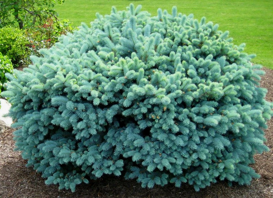 Ель колючая 'Glauca Globosa', H40-60