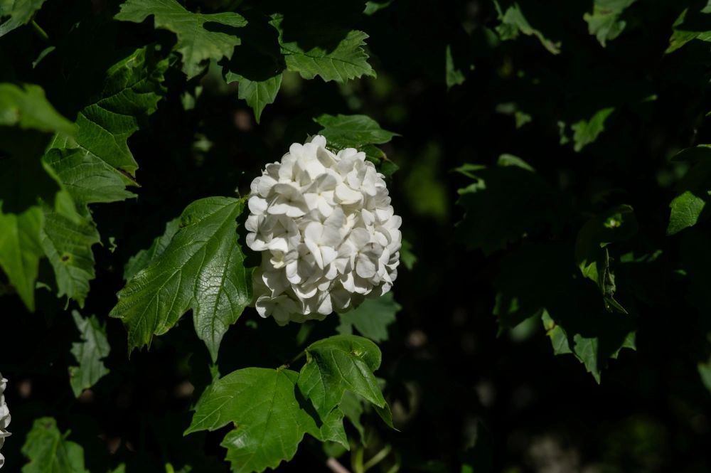 Калина обыкновенная 'Roseum' (форма шар), H100-125