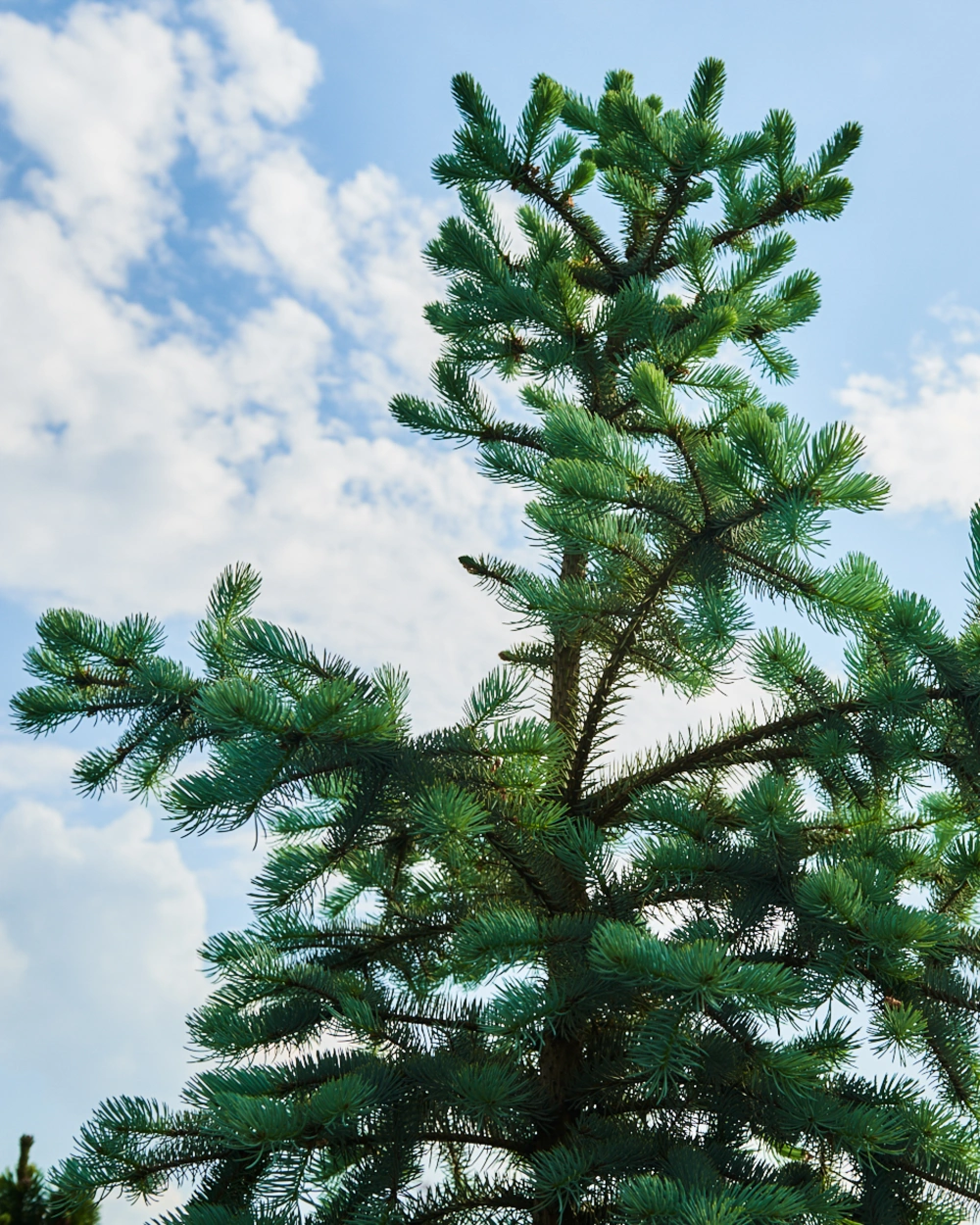 Ель колючая 'Blue Diamond', H250-275