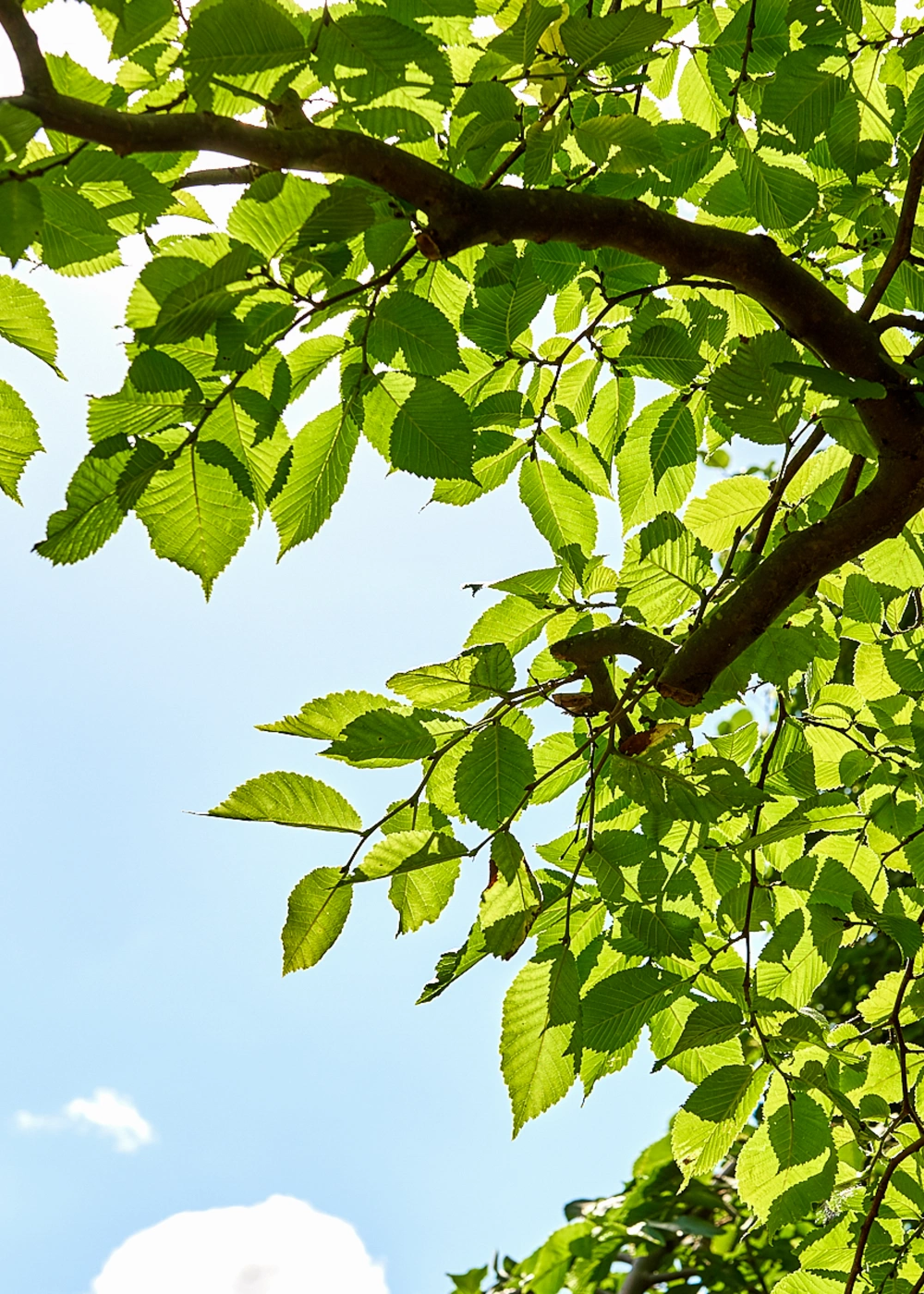 Вяз шершавый 'Pendula', stu 35-40