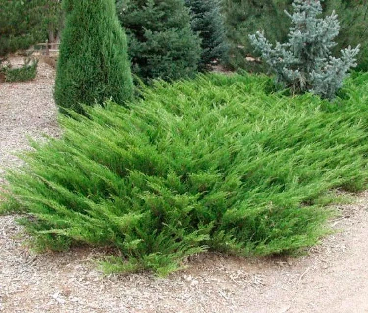 Можжевельник казацкий 'Rockery Gem', H20-40