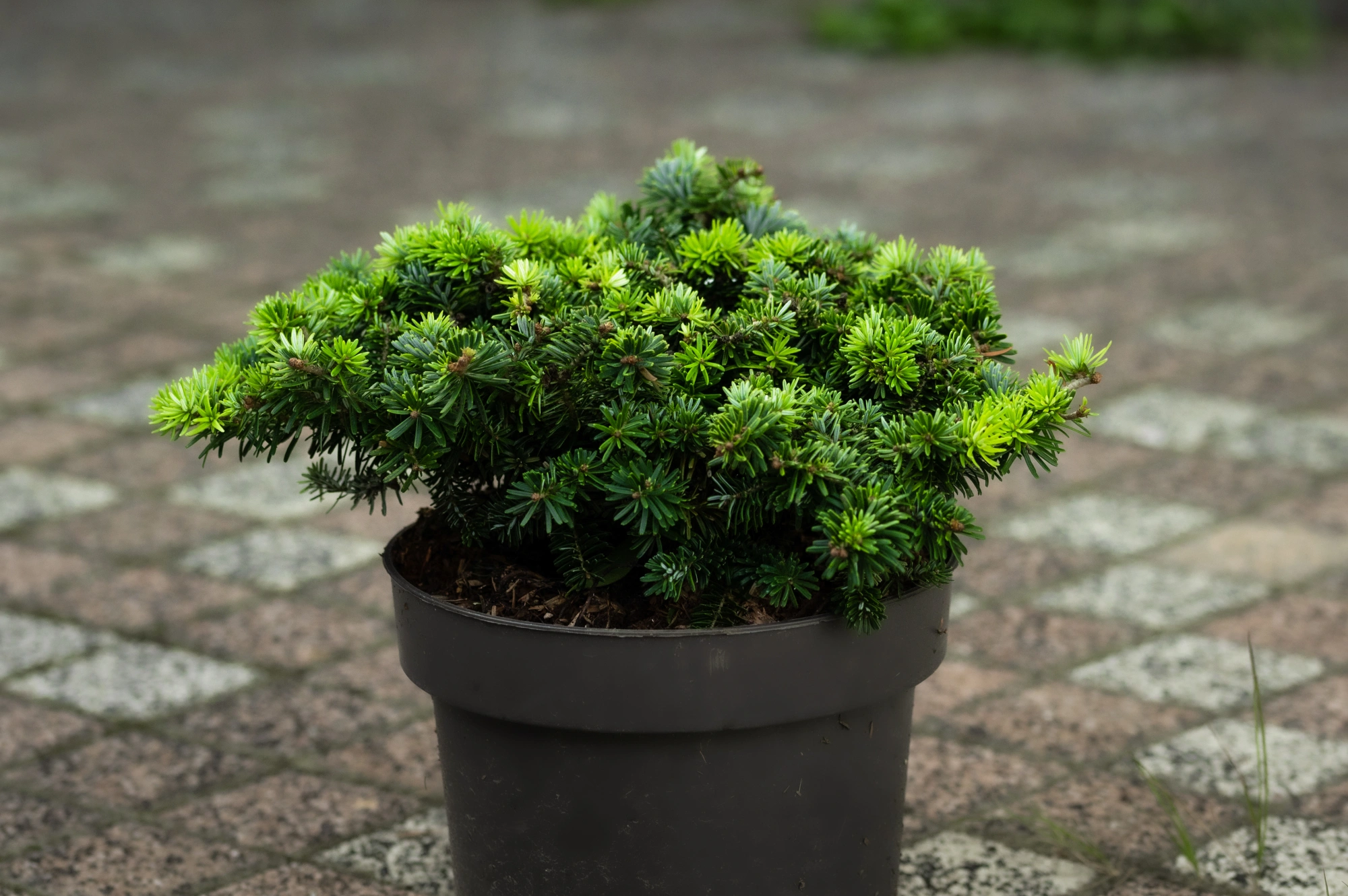 Пихта корейская 'Brillant', H40-60