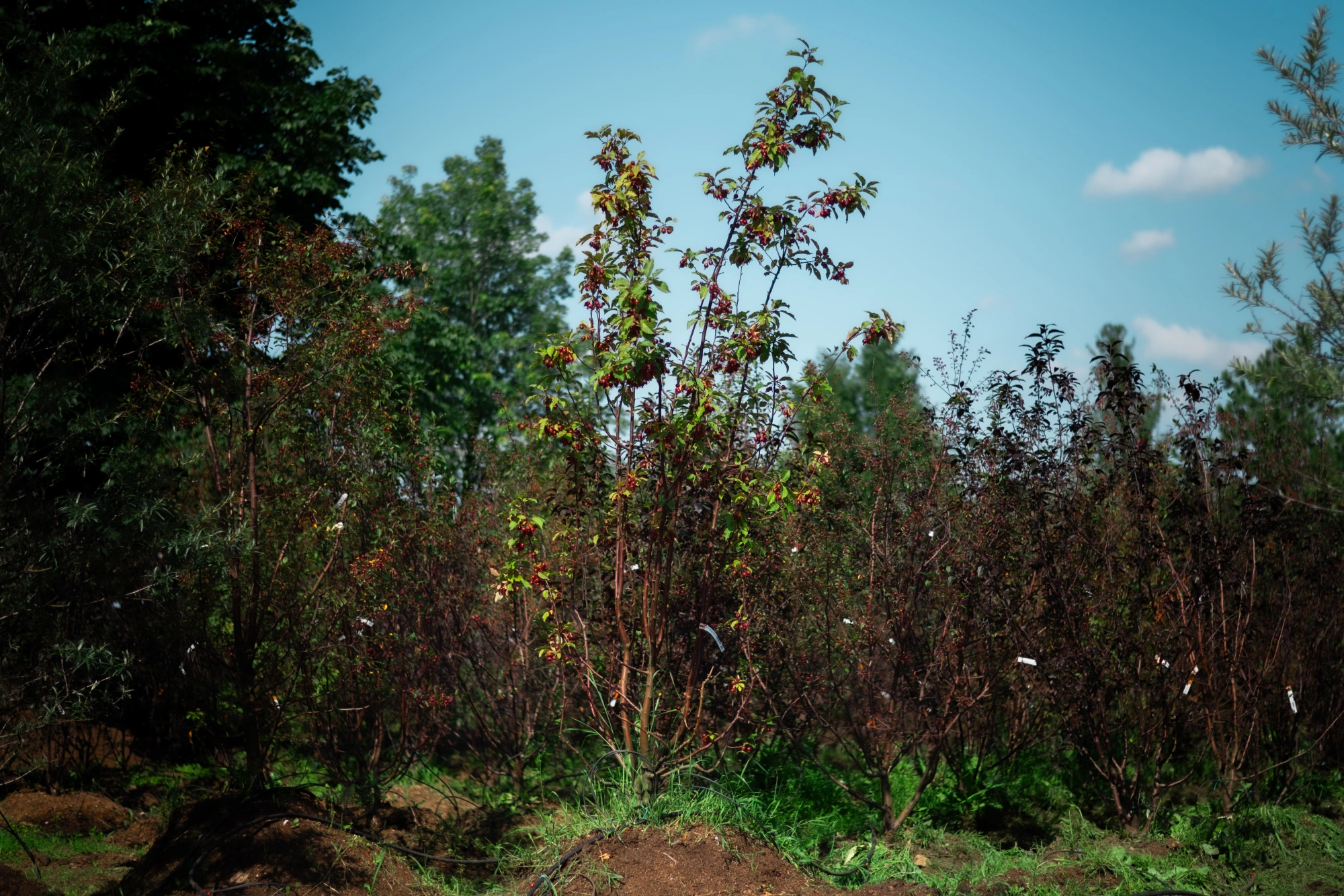 Яблоня гибридная 'Red Obelisk', mst H200-250