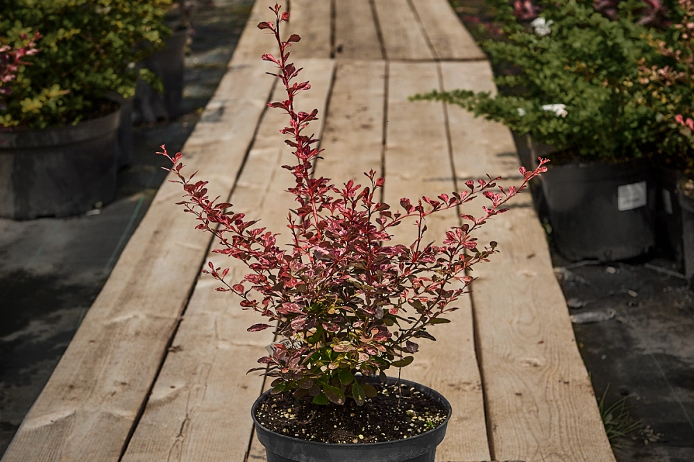 Барбарис тунберга 'Rose Glow', H40-60