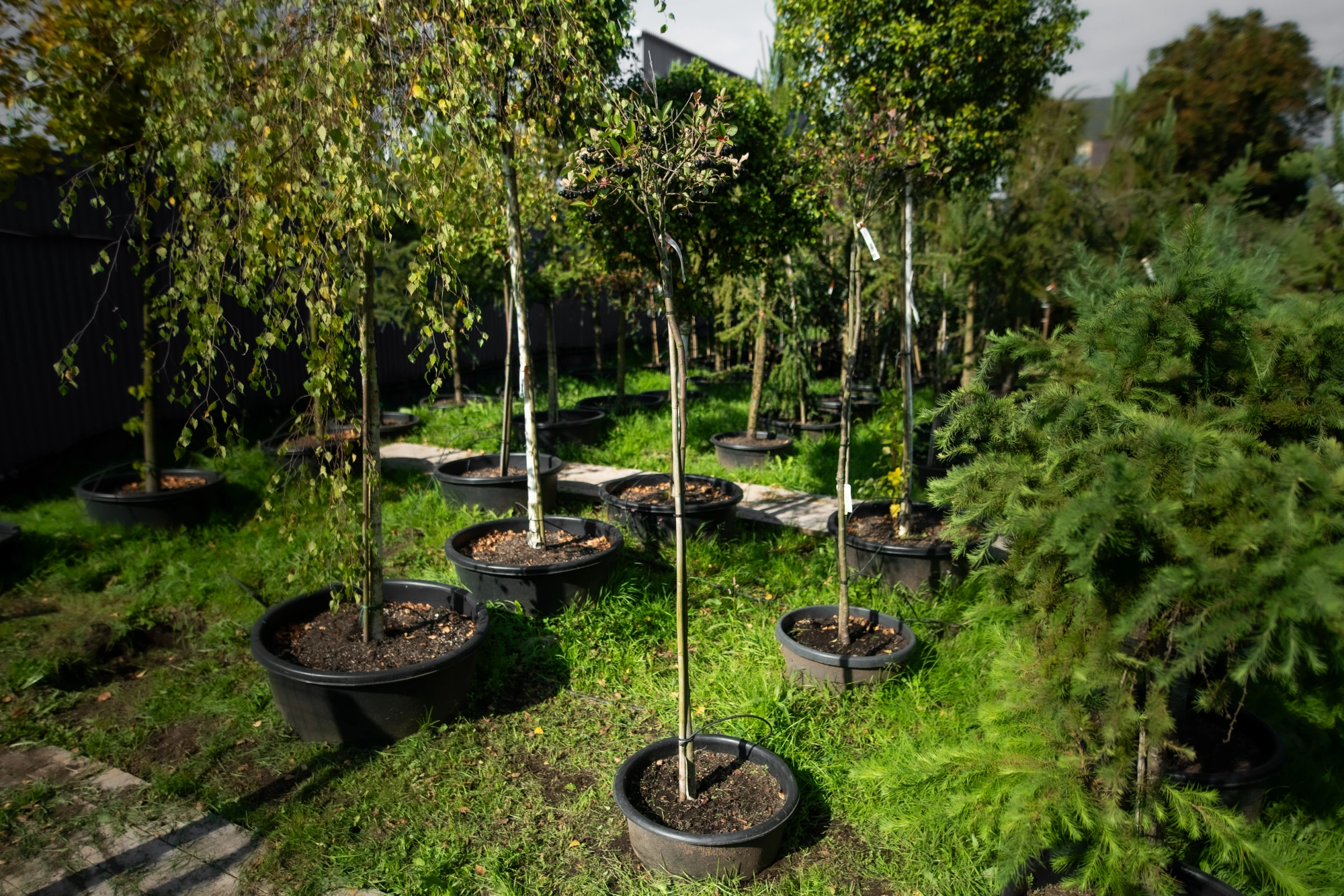 Арония красная 'Brilliant', sth150