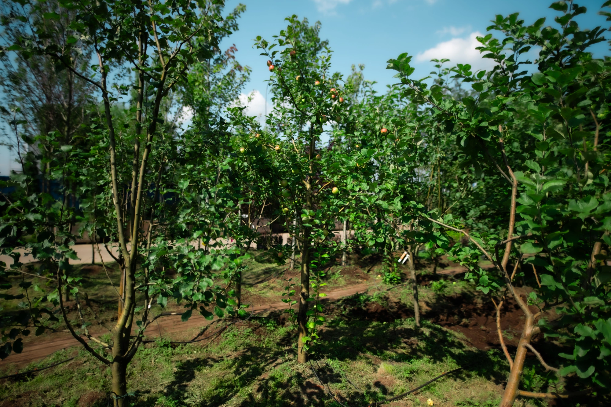 Яблоня домашняя 'Веньяминовское' (З малиновое), 7-9 лет