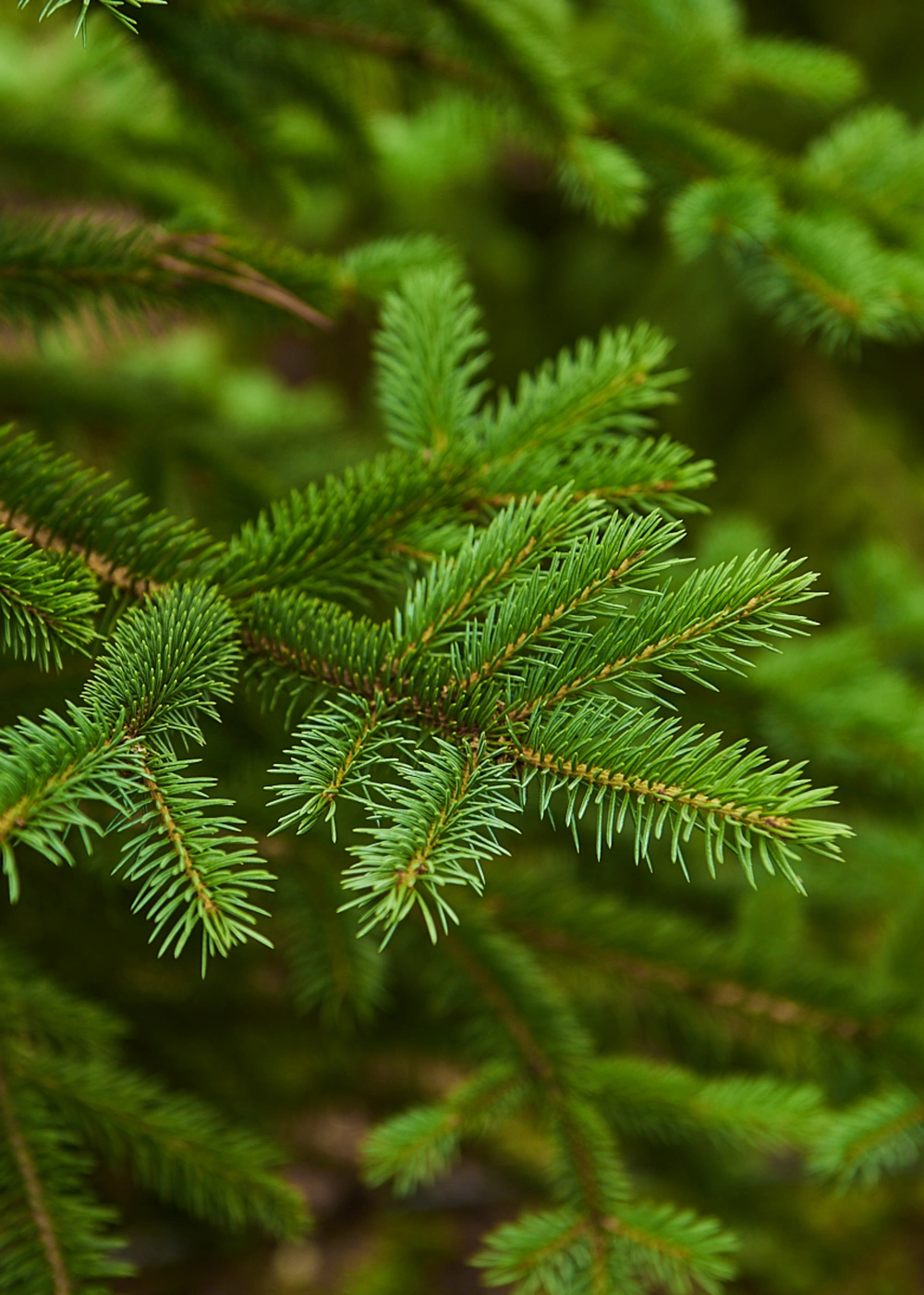 Ель колючая 'Glauca', H200-225