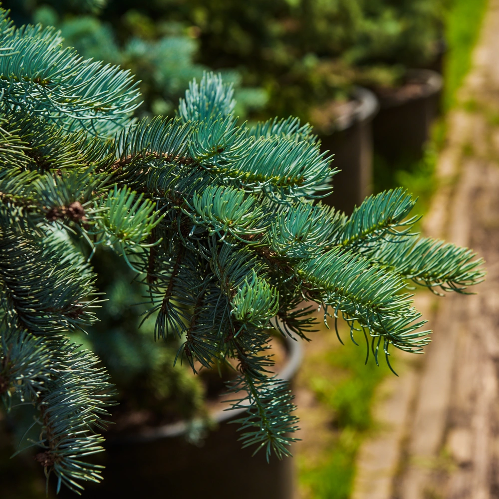 Ель колючая 'Koster', H60-80