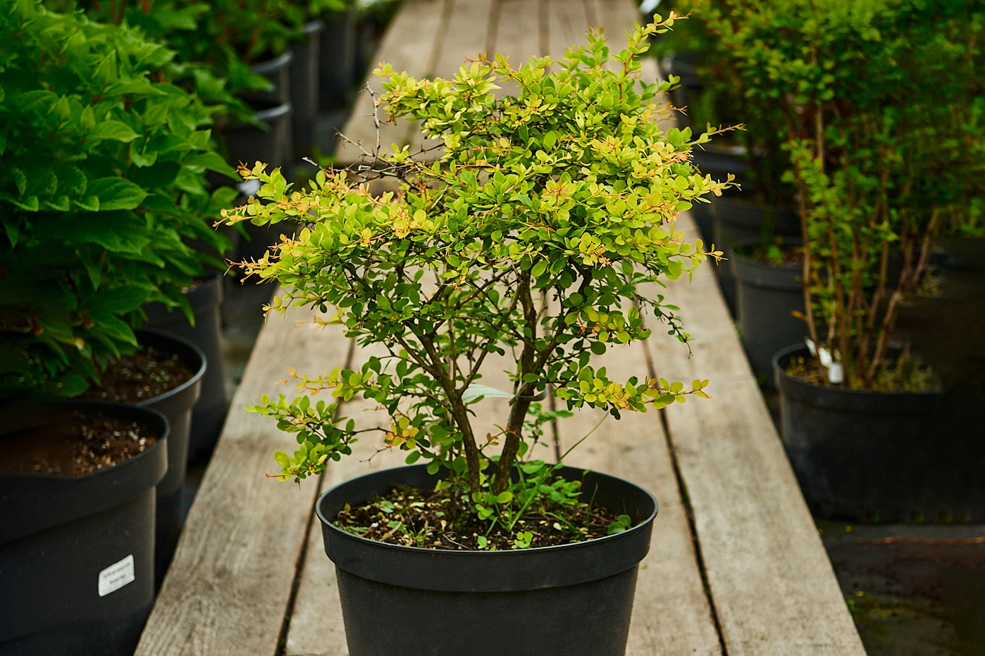 Барбарис тунберга 'Starburst', H40-60