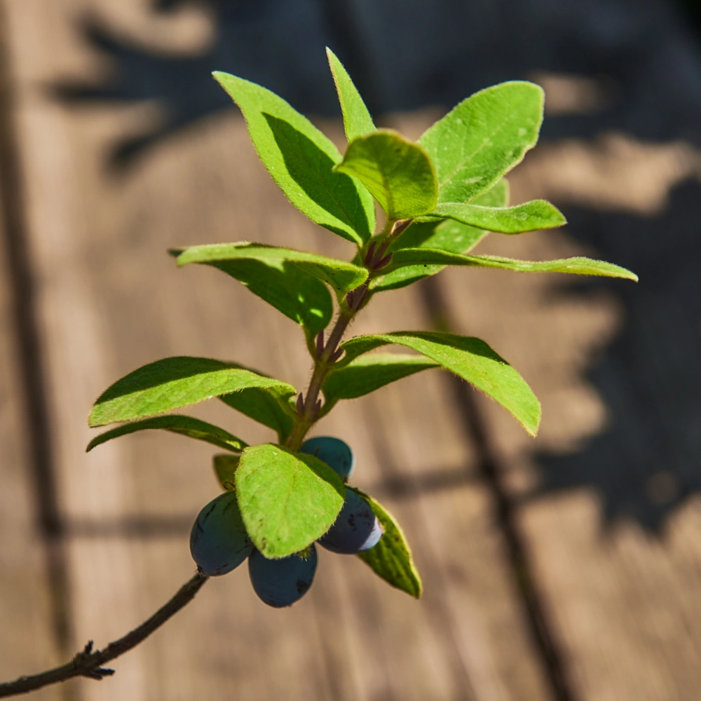 Жимолость съедобная 'Дуэт' (темно-синий с восковым налетом), H40-60