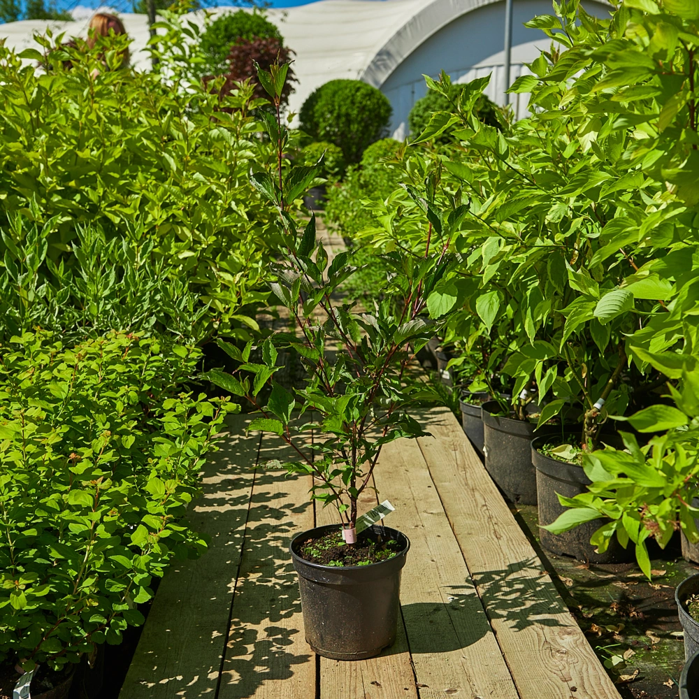 Дерен белый 'Kesselringii', H20-40