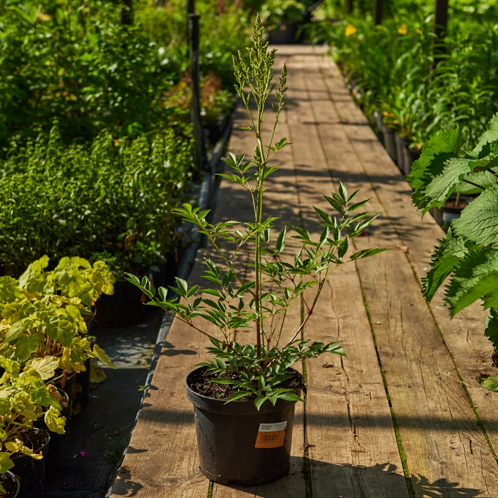 Астильба Арендса 'Weisse Gloria' (белая),