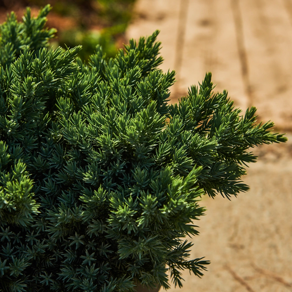 Можжевельник чешуйчатый 'Blue Star', H20-40
