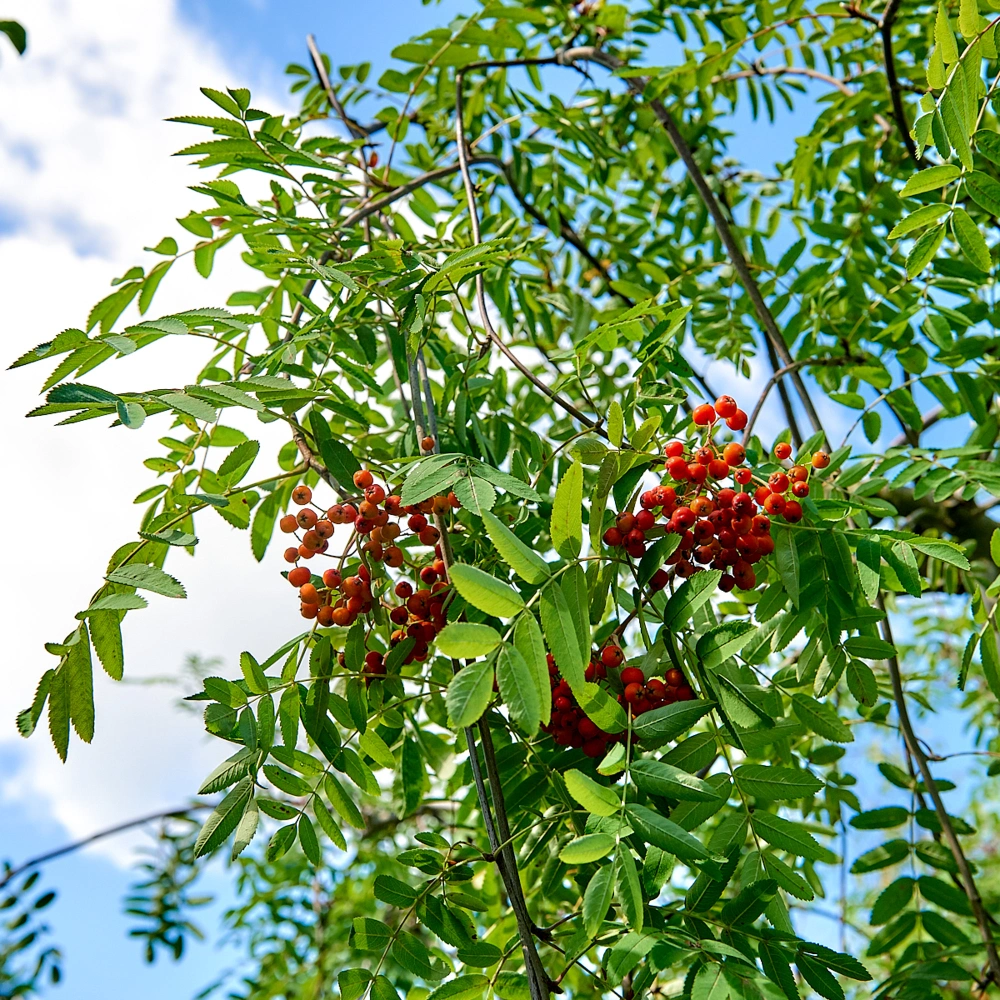 Рябина обыкновенная 'Pendula', stu 14-16