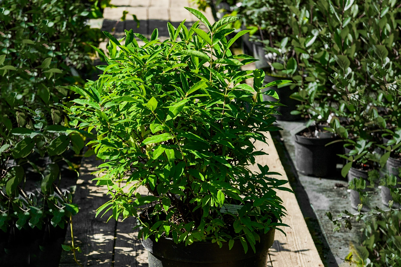 Жимолость съедобная 'Нимфа' (среднеранний крупный голубовато-синий с восковым налетом), H40-60