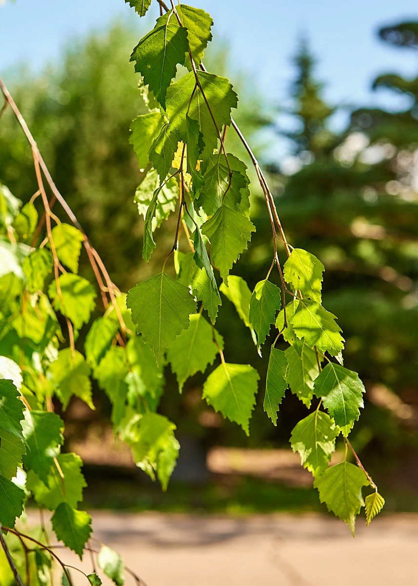 Береза повислая 'Youngii', stu 12-14