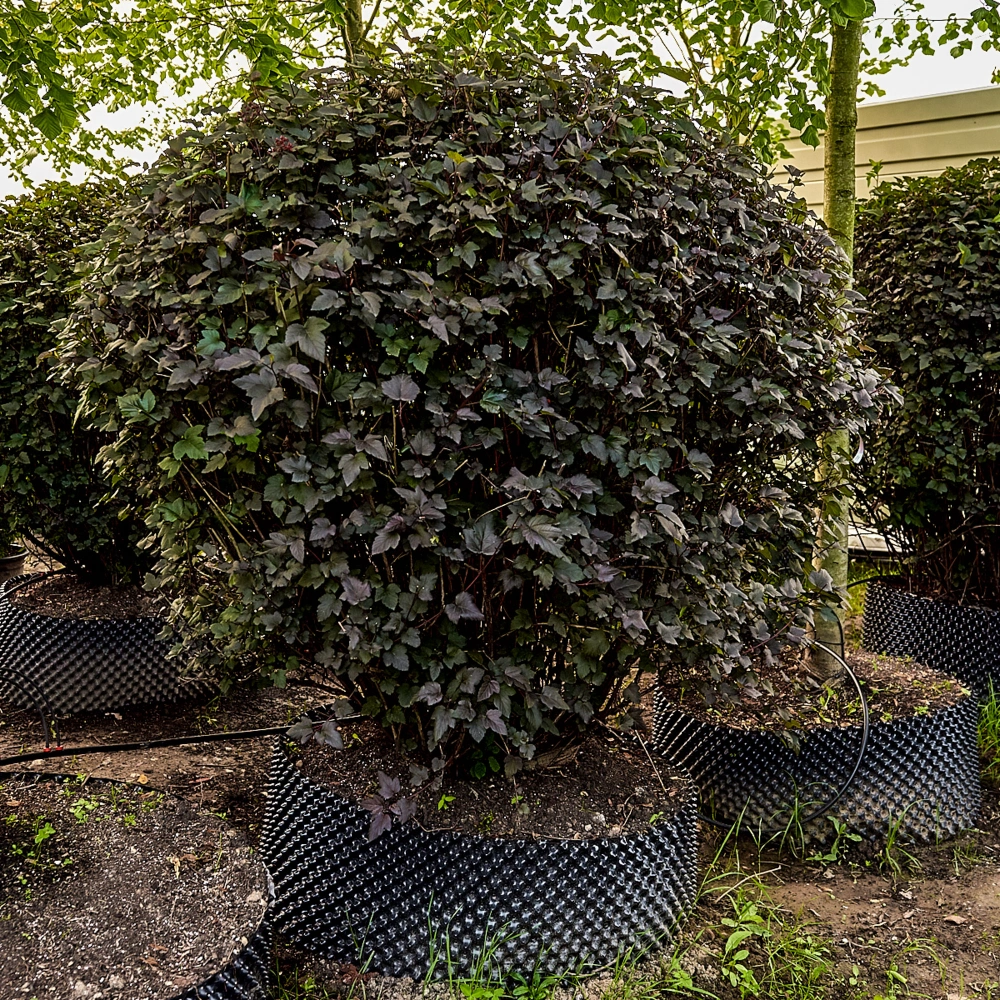 Пузыреплодник калинолистный 'Diabolo' (форма шар), H150-175