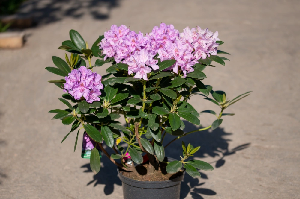 Рододендрон катэвбинский 'Grandiflorum', H60-80