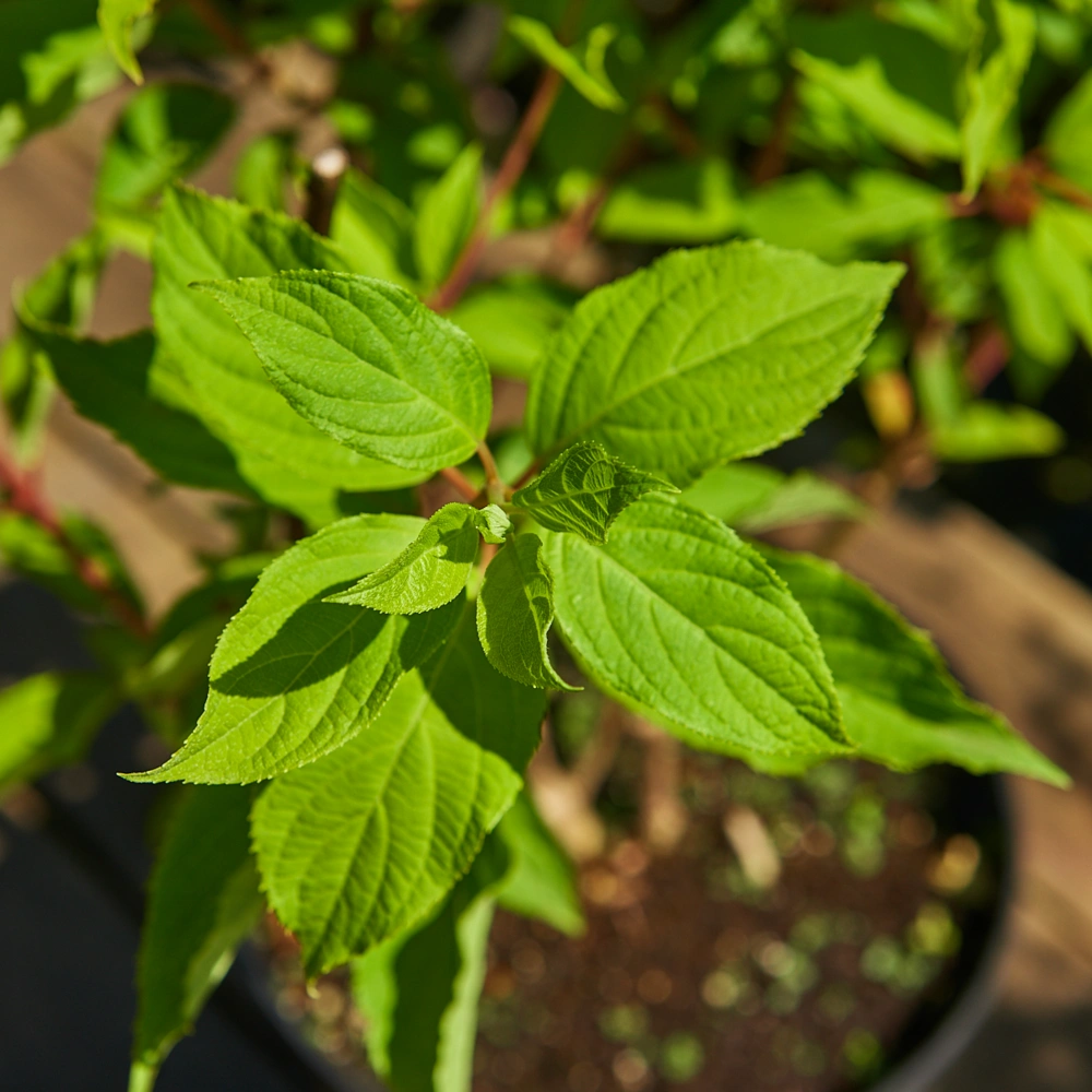 Гортензия метельчатая 'Phantom', H40-60